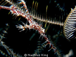 Harlequin GPF
Canon G11, Inon D-2000, Inon macro lens by Nautilus King 